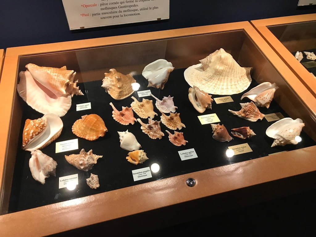 You are currently viewing Museum of sea shells